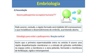 2) Fecundação
Ocorre poliespermia na espécie humana???
Estratégia para evitar a poliespermia: Reação cortical
Embriologia
Pode ocorrer, contudo, o zigoto formado será triplóide (69 cromossomos)
o que inviabilizará o desenvolvimento do embrião, acarretando aborto.
Assim que o primeiro espermatozóide entra no ovócito II ocorre uma
rápida despolizarização membranar e a entrada de grânulos corticóides
no espaço entre a membrana e a zona pelúcida, formando a membrana
de fertilização, rígida e intransponível.
 