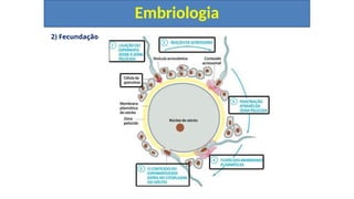 2) Fecundação
Embriologia
 