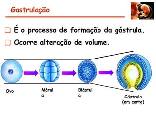 Gastrulação
❑ É o processo de formação da gástrula.
❑ Ocorre alteração de volume.
Ovo Mórul
a
Blástul
a Gástrula
(em corte)
 