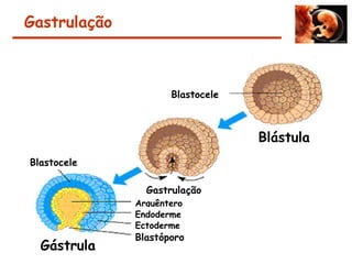 Gastrulação
Blastocele
Blástula
Gastrulação
Arquêntero
Endoderme
Ectoderme
Blastóporo
Gástrula
Blastocele
 
