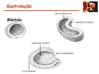 Gastrulação
Blástula
 