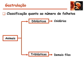 Gastrulação
❑ Classificação quanto ao número de folhetos
Animais
Diblásticos
Triblásticos
Cnidários
Demais filos
 