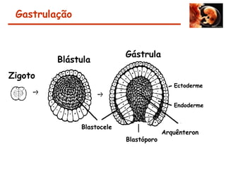 Arquênteron
Blastocele
Blastóporo
Ectoderme
Endoderme
Blástula
Gástrula
Zigoto
Gastrulação
 