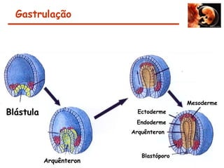 Gastrulação
Blástula
Arquênteron
Ectoderme
Endoderme
Mesoderme
Arquênteron
Blastóporo
 