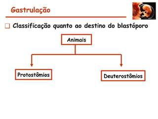 Gastrulação
❑ Classificação quanto ao destino do blastóporo
Animais
Protostômios Deuterostômios
 