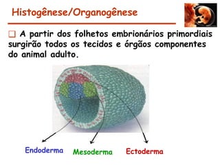 Histogênese/Organogênese
❑ A partir dos folhetos embrionários primordiais
surgirão todos os tecidos e órgãos componentes
do animal adulto.
Endoderma Mesoderma Ectoderma
 