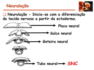 Neurulação
❑ Neurulação - Inicia-se com a diferenciação
do tecido nervoso a partir da ectoderma.
Placa neural
Goteira neural
Tubo neural SNC
Sulco neural
 