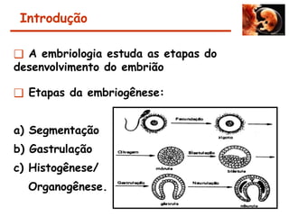Introdução
❑ A embriologia estuda as etapas do
desenvolvimento do embrião
❑ Etapas da embriogênese:
a) Segmentação
b) Gastrulação
c) Histogênese/
Organogênese.
 