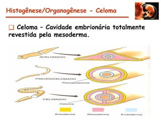 ❑ Celoma – Cavidade embrionária totalmente
revestida pela mesoderma.
Histogênese/Organogênese - Celoma
 
