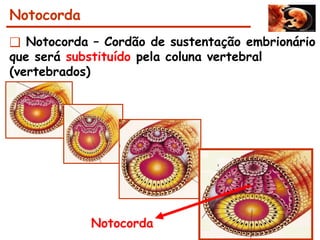 Notocorda
❑ Notocorda – Cordão de sustentação embrionário
que será substituído pela coluna vertebral
(vertebrados)
Notocorda
 