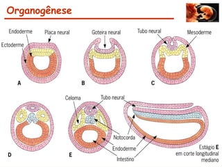 Organogênese
 