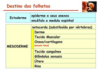 Destino dos folhetos
Ectoderme
epiderme e seus anexos
encéfalo e medula espinhal
MESODERME
notocorda (substibuída por vértebras)
Derme
Tecido Muscular
Ossos/cartilagens
(exceto face)
Tecido sanguíneo
Glândulas sexuais
Útero
Rins
 