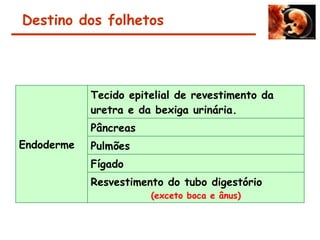 Endoderme
Tecido epitelial de revestimento da
uretra e da bexiga urinária.
Pâncreas
Pulmões
Fígado
Resvestimento do tubo digestório
(exceto boca e ânus)
Destino dos folhetos
 