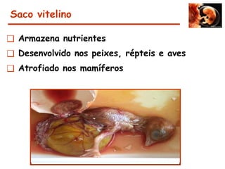 Saco vitelino
❑ Armazena nutrientes
❑ Desenvolvido nos peixes, répteis e aves
❑ Atrofiado nos mamíferos
 