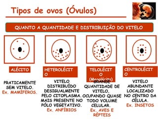 ALÉCITO
PRATICAMENTE
SEM VITELO.
Ex. MAMÍFEROS.
HETEROLÉCIT
O
VITELO
DISTRIBUÍDO
DESIGUALMENTE
PELO CITOPLASMA.
MAIS PRESENTE NO
PÓLO VEGETATIVO.
Ex. ANFÍBIOS
TELOLÉCIT
O
(Megalécito)
GRANDE
QUANTIDADE DE
VITELO,
OCUPANDO QUASE
TODO VOLUME
CELULAR.
Ex. AVES E
RÉPTEIS
CENTROLÉCIT
O
VITELO
ABUNDANTE
LOCALIZADO
NO CENTRO DA
CÉLULA.
Ex. INSETOS
Tipos de ovos (Óvulos)
QUANTO A QUANTIDADE E DISTRIBUIÇÃO DO VITELO.
 