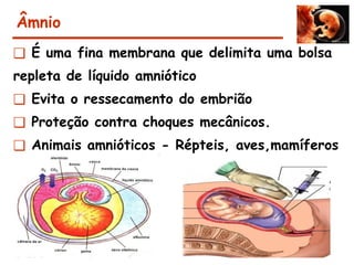 Âmnio
❑ É uma fina membrana que delimita uma bolsa
repleta de líquido amniótico
❑ Evita o ressecamento do embrião
❑ Proteção contra choques mecânicos.
❑ Animais amnióticos - Répteis, aves,mamíferos
 