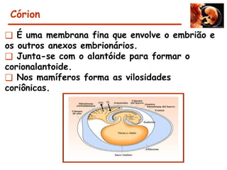 Córion
❑ É uma membrana fina que envolve o embrião e
os outros anexos embrionários.
❑ Junta-se com o alantóide para formar o
corionalantoide.
❑ Nos mamíferos forma as vilosidades
coriônicas.
 