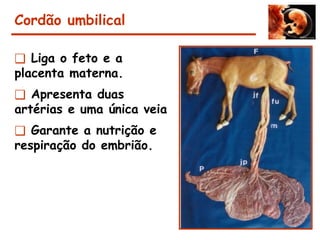 Cordão umbilical
❑ Liga o feto e a
placenta materna.
❑ Apresenta duas
artérias e uma única veia
❑ Garante a nutrição e
respiração do embrião.
 