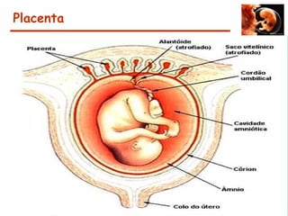 Placenta
 