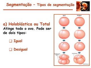 a) Holoblástica ou Total
Atinge todo o ovo. Pode ser
de dois tipos:
❑ Igual
❑ Desigual
Segmentação – Tipos de segmentação
 