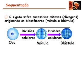 Segmentação
❑ O zigoto sofre sucessivas mitoses (clivagens)
originando os blastômeros (mórula e blástula).
Ovo
Divisões
celulares
Mórula Blástula
Divisões
celulares
 