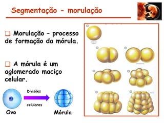 Segmentação - morulação
❑ Morulação – processo
de formação da mórula.
❑ A mórula é um
aglomerado maciço
celular.
Ovo
Divisões
celulares
Mórula
 