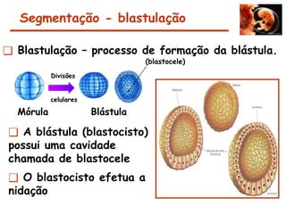 Segmentação - blastulação
❑ Blastulação – processo de formação da blástula.
Mórula Blástula
Divisões
celulares
(blastocele)
❑ A blástula (blastocisto)
possui uma cavidade
chamada de blastocele
❑ O blastocisto efetua a
nidação
 