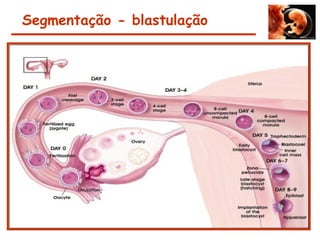 Segmentação - blastulação
Nó
embrio
nário
Blastocel
e
Trofoblas
to
 