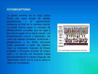 FOTORECEPTORES

La pared externa de la copa óptica
forma una capa simple de células
pigmentadas,     y    la   pigmentación
comienza al final de la semana quinta.
La pared interna sigue un proceso de
diferenciación complejo que da lugar a
las nueve capas de la retina neural. Los
fotoreceptores (conos y bastones), así
como las células bipolares, amacrinas y
ganglionares, y las fibras nerviosas
están presentes a partir del séptimo
mes. La depresión macular (la fóvea)
empieza a formarse durante el octavo
mes y no termina de formarse hasta
aproximadamente 6 meses después del
nacimiento (razón por la cual la visión al
nacer es incompleta).
 