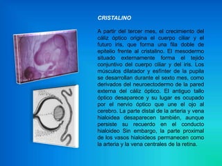 CRISTALINO

A partir del tercer mes, el crecimiento del
cáliz óptico origina el cuerpo ciliar y el
futuro iris, que forma una fila doble de
epitelio frente al cristalino. El mesodermo
situado externamente forma el tejido
conjuntivo del cuerpo ciliar y del iris. Los
músculos dilatador y esfínter de la pupila
se desarrollan durante el sexto mes, como
derivados del neuroectodermo de la pared
externa del cáliz óptico. El antiguo tallo
óptico desaparece y su lugar es ocupado
por el nervio óptico que une el ojo al
cerebro. La parte distal de la arteria y vena
hialoidea desaparecen también, aunque
persiste su recuerdo en el conducto
hialoideo Sin embargo, la parte proximal
de los vasos hialoideos permanecen como
la arteria y la vena centrales de la retina.
 