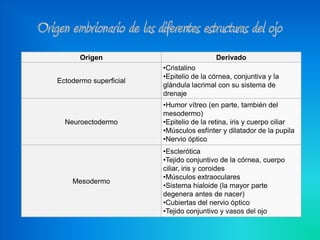 Origen                             Derivado
                        •Cristalino
                        •Epitelio de la córnea, conjuntiva y la
Ectodermo superficial
                        glándula lacrimal con su sistema de
                        drenaje
                        •Humor vítreo (en parte, también del
                        mesodermo)
  Neuroectodermo        •Epitelio de la retina, iris y cuerpo ciliar
                        •Músculos esfínter y dilatador de la pupila
                        •Nervio óptico
                        •Esclerótica
                        •Tejido conjuntivo de la córnea, cuerpo
                        ciliar, iris y coroides
                        •Músculos extraoculares
    Mesodermo
                        •Sistema hialoide (la mayor parte
                        degenera antes de nacer)
                        •Cubiertas del nervio óptico
                        •Tejido conjuntivo y vasos del ojo
 