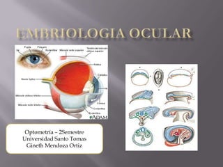 Optometría – 2Semestre
Universidad Santo Tomas
 Gineth Mendoza Ortiz
 
