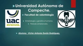 Universidad Autónoma de
Campeche.
 Facultad de odontología
 Embriología y genética humana.
 Periodo embrionario.
 Alumno: Víctor Antonio Durán Rodríguez.
 