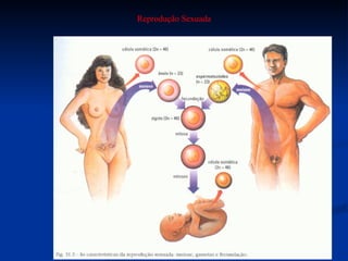 Reprodução Sexuada 