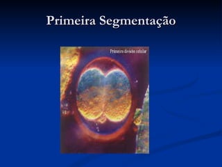 Primeira Segmentação 