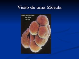 Visão de uma Mórula 