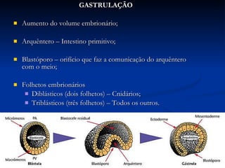 GASTRULAÇÃO Aumento do volume embrionário; Arquêntero – Intestino primitivo; Blastóporo – orifício que faz a comunicação do arquêntero com o meio; Folhetos embrionários  Diblásticos (dois folhetos) – Cnidários; Triblásticos (três folhetos) – Todos os outros. 