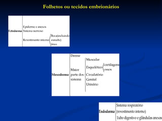 Folhetos ou tecidos embrionários 