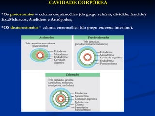CAVIDADE CORPÓREA *Os  protostomios  = celoma esquizocélico (do grego  schizos , dividido, fendido) Ex.:Moluscos, Anelídeos e Artrópodes; *OS  deuterostomios = celoma enterocélico (do grego  enteron , intestino). 