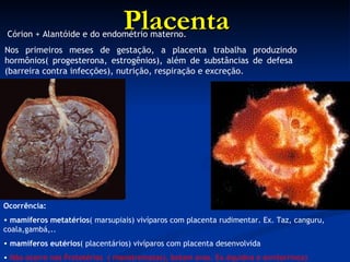 Placenta Córion + Alantóide e do endométrio materno. Nos primeiros meses de gestação, a placenta trabalha produzindo hormônios( progesterona, estrogênios), além de substâncias de defesa  (barreira contra infecções), nutrição, respiração e excreção.  Ocorrência: mamíferos metatérios ( marsupiais) vivíparos com placenta rudimentar. Ex. Taz, canguru, coala,gambá,.. mamíferos eutérios ( placentários) vivíparos com placenta desenvolvida Não ocorre nos Prototérios  ( monotrematas), botam ovos. Ex.équidna e ornitorrinco) 