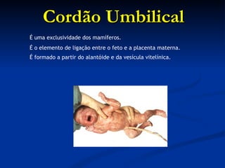 Cordão Umbilical É uma exclusividade dos mamíferos.  É o elemento de ligação entre o feto e a placenta materna.  É formado a partir do alantóide e da vesícula vitelínica.   
