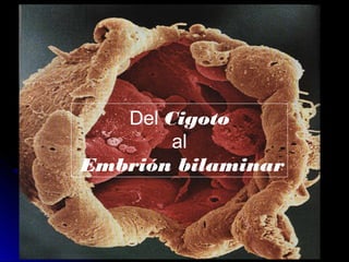 Del Cigoto 
al 
Embrión bilaminar 
 