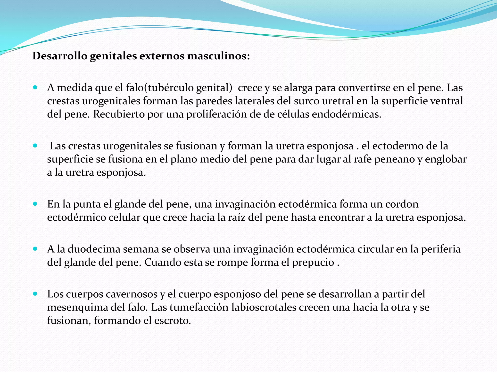 Desarrollo genitales externos masculinos:

 A medida que el falo(tubérculo genital) crece y se alarga para convertirse en el pene. Las
  crestas urogenitales forman las paredes laterales del surco uretral en la superficie ventral
  del pene. Recubierto por una proliferación de de células endodérmicas.

    Las crestas urogenitales se fusionan y forman la uretra esponjosa . el ectodermo de la
    superficie se fusiona en el plano medio del pene para dar lugar al rafe peneano y englobar
    a la uretra esponjosa.

 En la punta el glande del pene, una invaginación ectodérmica forma un cordon
  ectodérmico celular que crece hacia la raíz del pene hasta encontrar a la uretra esponjosa.

 A la duodecima semana se observa una invaginación ectodérmica circular en la periferia
  del glande del pene. Cuando esta se rompe forma el prepucio .

 Los cuerpos cavernosos y el cuerpo esponjoso del pene se desarrollan a partir del
  mesenquima del falo. Las tumefacción labioscrotales crecen una hacia la otra y se
  fusionan, formando el escroto.
 