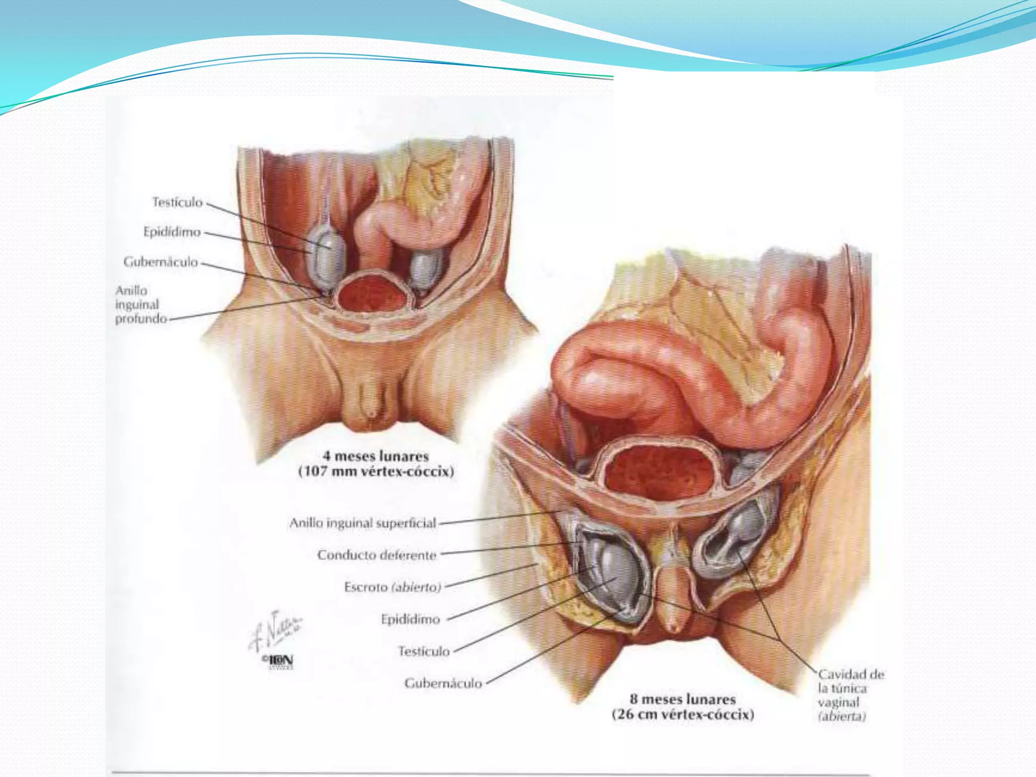 Embriologia aparato reproductor