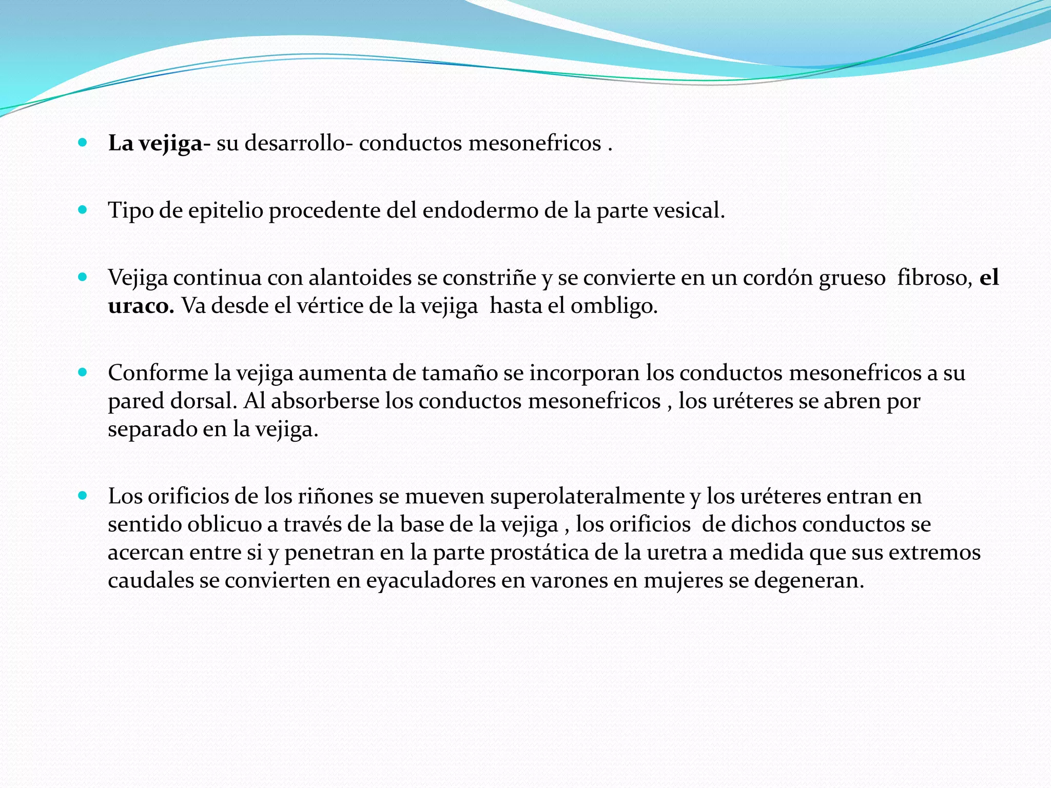  La vejiga- su desarrollo- conductos mesonefricos .


 Tipo de epitelio procedente del endodermo de la parte vesical.


 Vejiga continua con alantoides se constriñe y se convierte en un cordón grueso fibroso, el
  uraco. Va desde el vértice de la vejiga hasta el ombligo.

 Conforme la vejiga aumenta de tamaño se incorporan los conductos mesonefricos a su
  pared dorsal. Al absorberse los conductos mesonefricos , los uréteres se abren por
  separado en la vejiga.

 Los orificios de los riñones se mueven superolateralmente y los uréteres entran en
  sentido oblicuo a través de la base de la vejiga , los orificios de dichos conductos se
  acercan entre si y penetran en la parte prostática de la uretra a medida que sus extremos
  caudales se convierten en eyaculadores en varones en mujeres se degeneran.
 