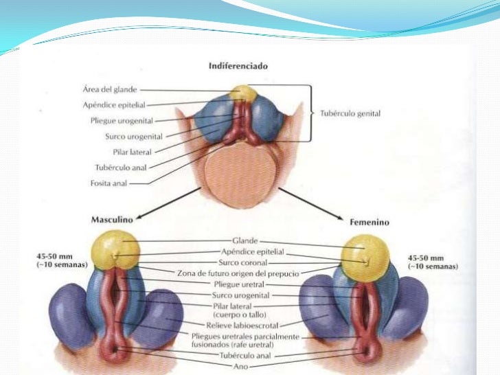 Embriologia aparato reproductor