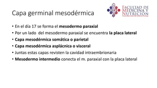 embriologia bases.pptx