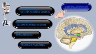 EMBRIOLOGÍA DEL
SISTEMA NERVIOSO CENTRAL
SISTEMA NERVIOSO
PROTECCIÓN DEL
SISTEMA NERVIOSO CENTRAL
TUBO NEURAL
TRONCO ENCEFÁLICO
 