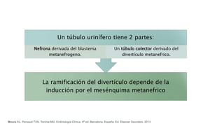 La ramificación del divertículo depende de la
inducción por el mesénquima metanefrico
Un túbulo urinífero tiene 2 partes:
Nefrona derivada del blastema
metanefrogeno.
Un túbulo colector derivado del
divertículo metanefrico.
Moore KL, Persaud TVN, Torchia MG. Embriología Clínica. 9ª ed. Barcelona, España: Ed. Elsevier Saunders. 2013
 