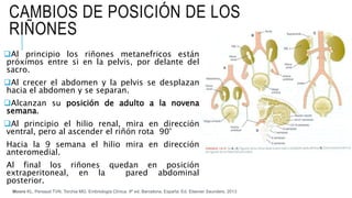 CAMBIOS DE POSICIÓN DE LOS
RIÑONES
Al principio los riñones metanefricos están
próximos entre si en la pelvis, por delante del
sacro.
Al crecer el abdomen y la pelvis se desplazan
hacia el abdomen y se separan.
Alcanzan su posición de adulto a la novena
semana.
Al principio el hilio renal, mira en dirección
ventral, pero al ascender el riñón rota 90°
Hacia la 9 semana el hilio mira en dirección
anteromedial.
Al final los riñones quedan en posición
extraperitoneal, en la pared abdominal
posterior.
Moore KL, Persaud TVN, Torchia MG. Embriología Clínica. 9ª ed. Barcelona, España: Ed. Elsevier Saunders. 2013
 